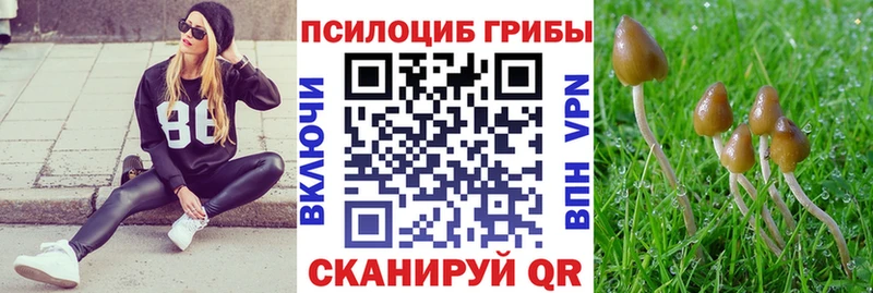 Псилоцибиновые грибы Cubensis  Великий Новгород 